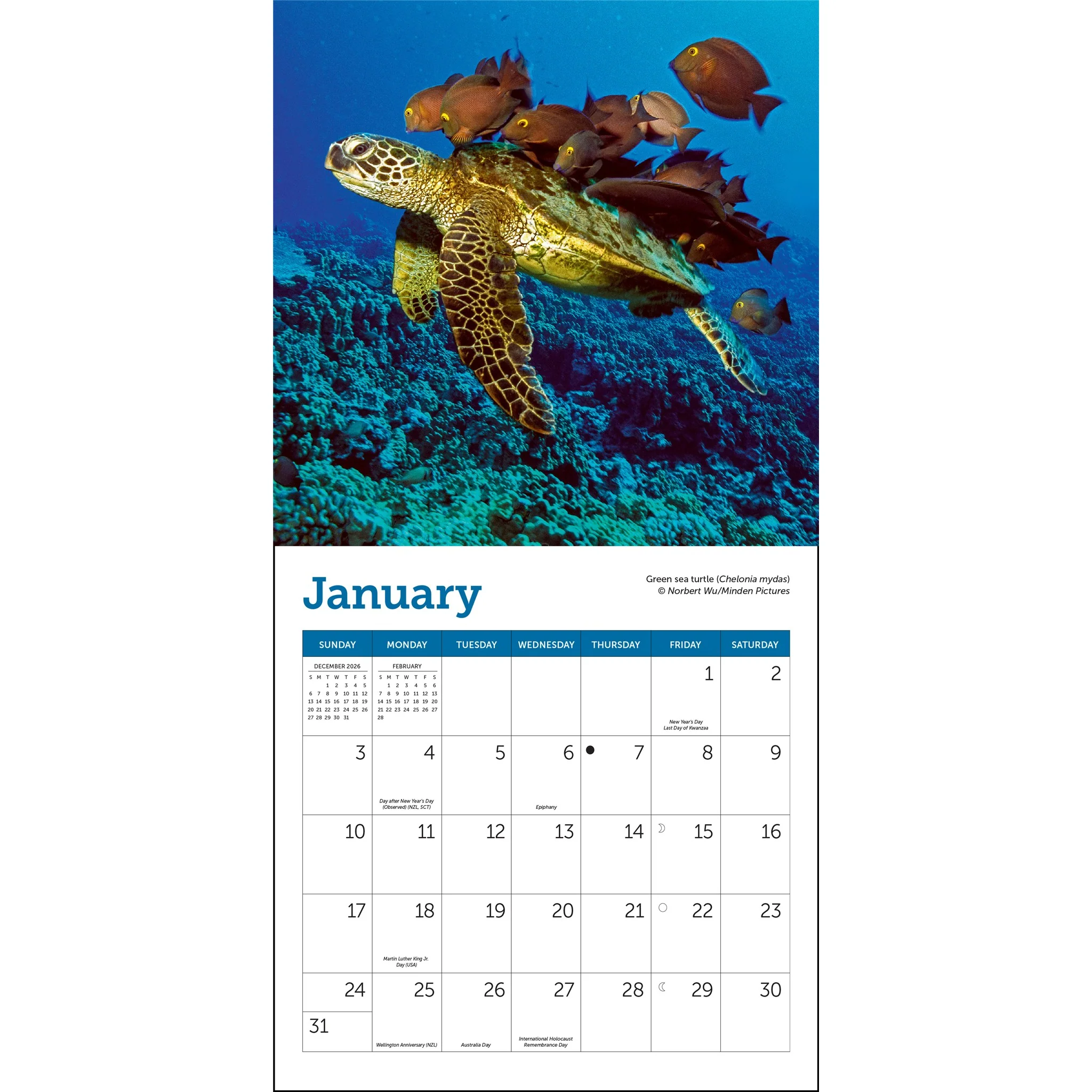 Sea Turtles 2027 Mini Calendar - Image 3