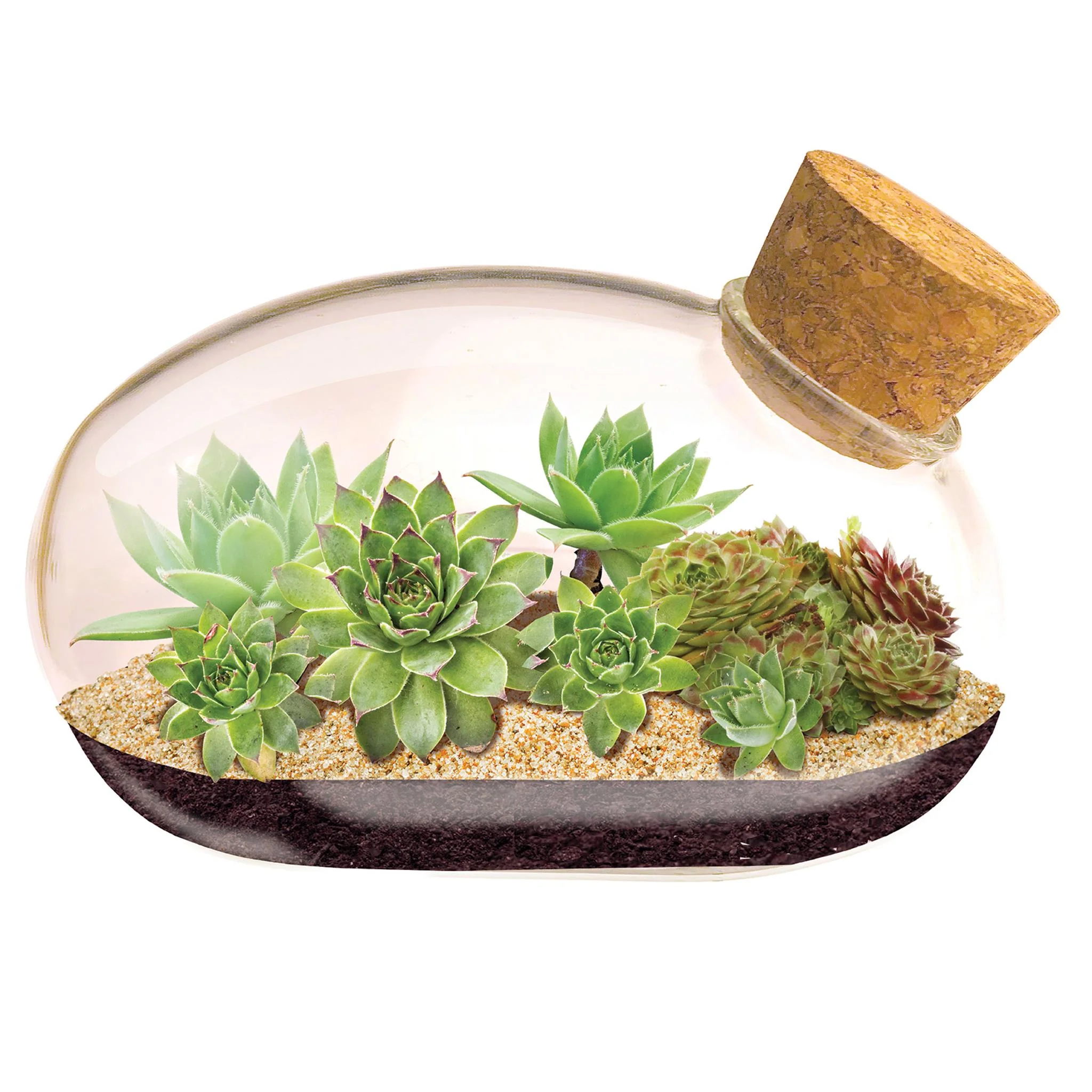 The Succulent Star Mouse Terrarium - Image 3