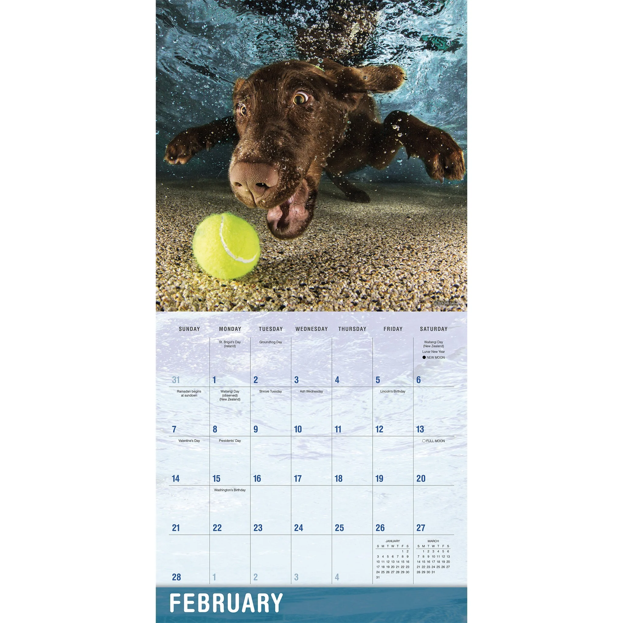 Underwater Dogs 2027 Wall Calendar - Image 3