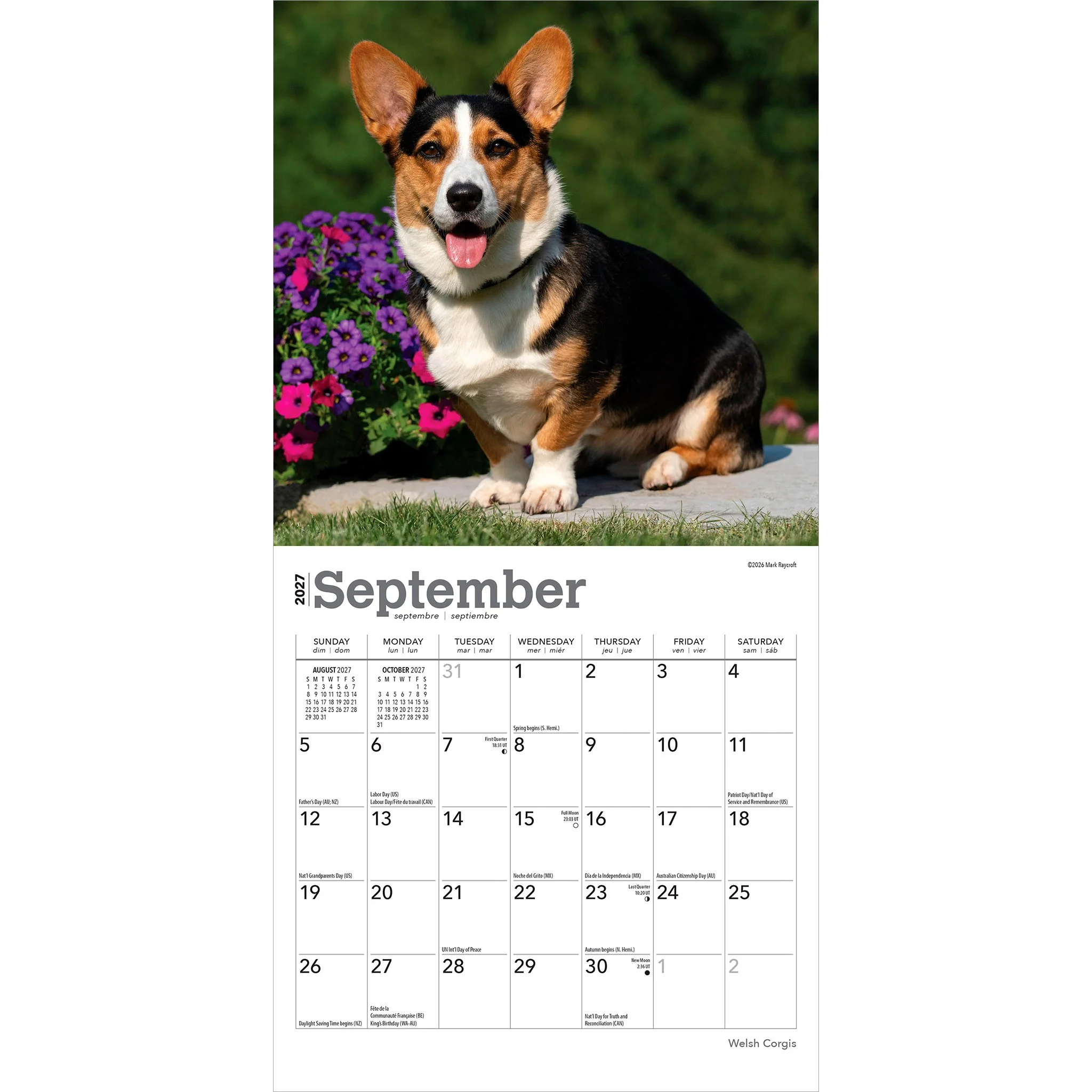 Welsh Corgis 2027 Mini Calendar - Image 4
