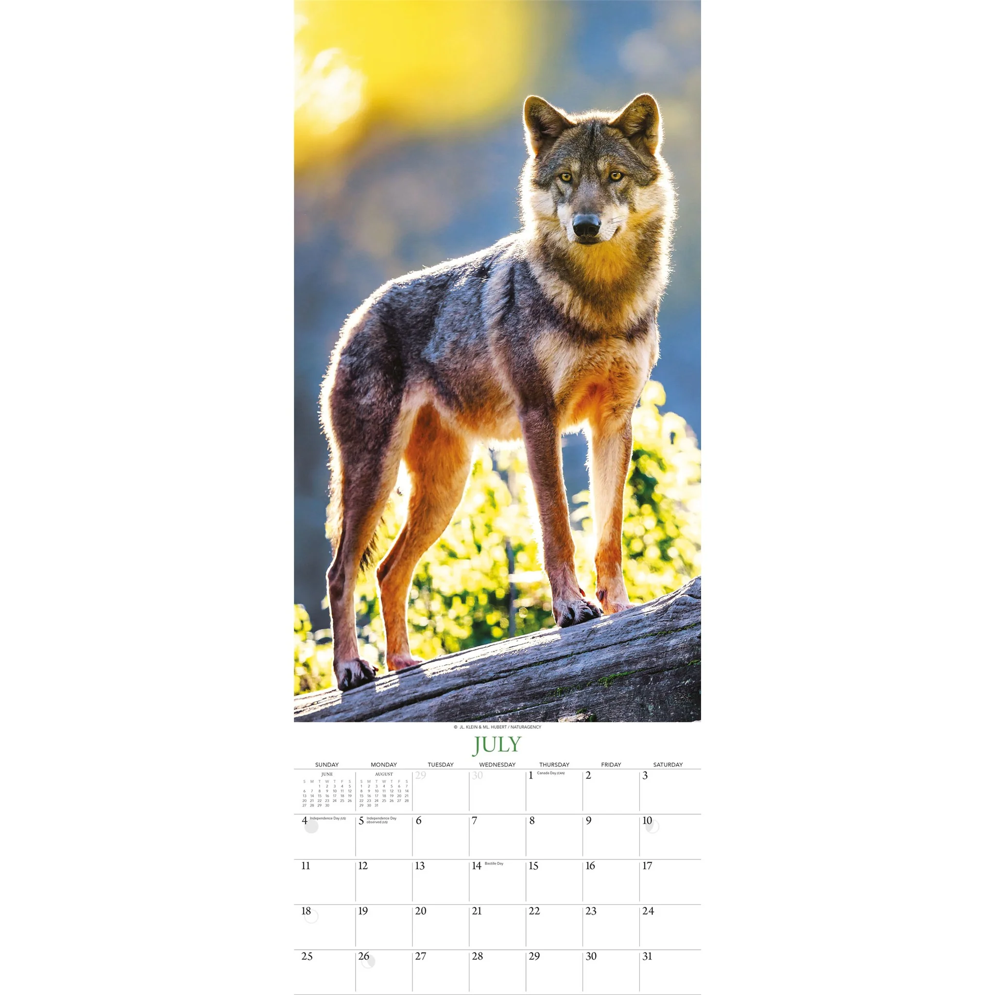 Wolves 2027 Poster Calendar - Image 4