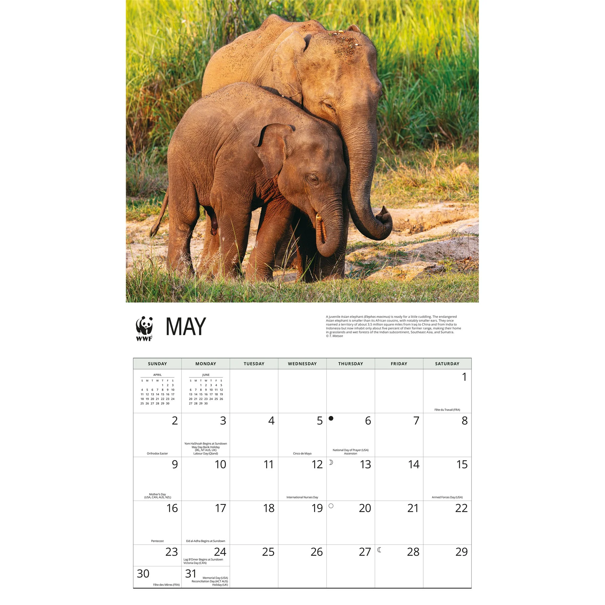 World Wildlife Fund Elephants 2027 Wall Calendar - Image 4