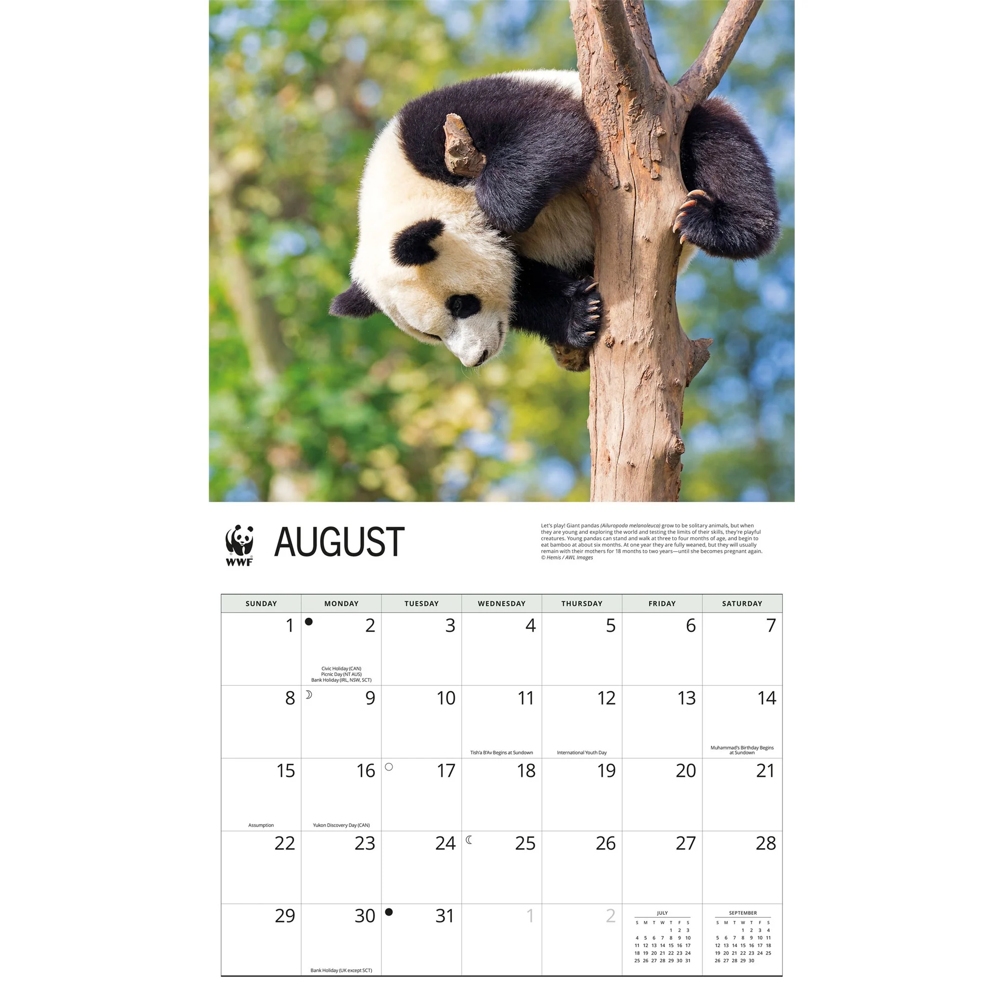 World Wildlife Fund Giant Pandas 2027 Wall Calendar - Image 4
