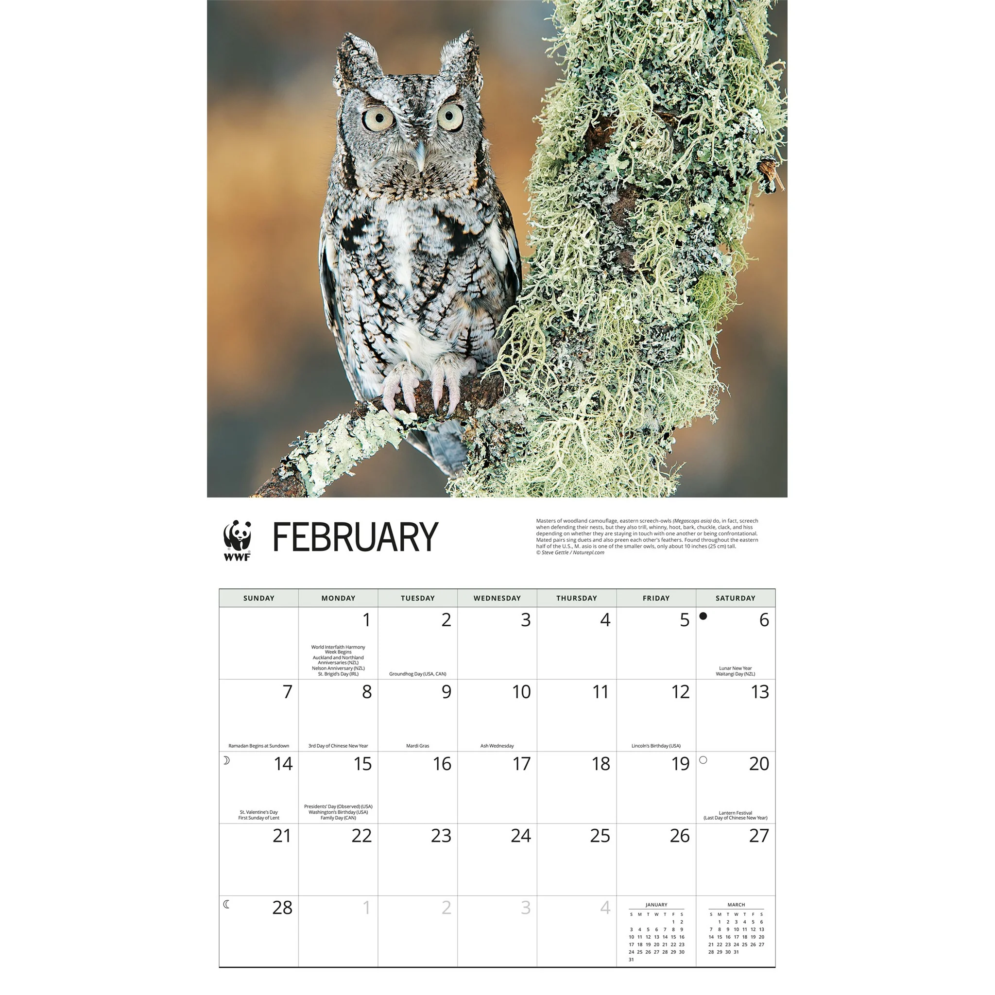 World Wildlife Fund Owls 2027 Wall Calendar - Image 3