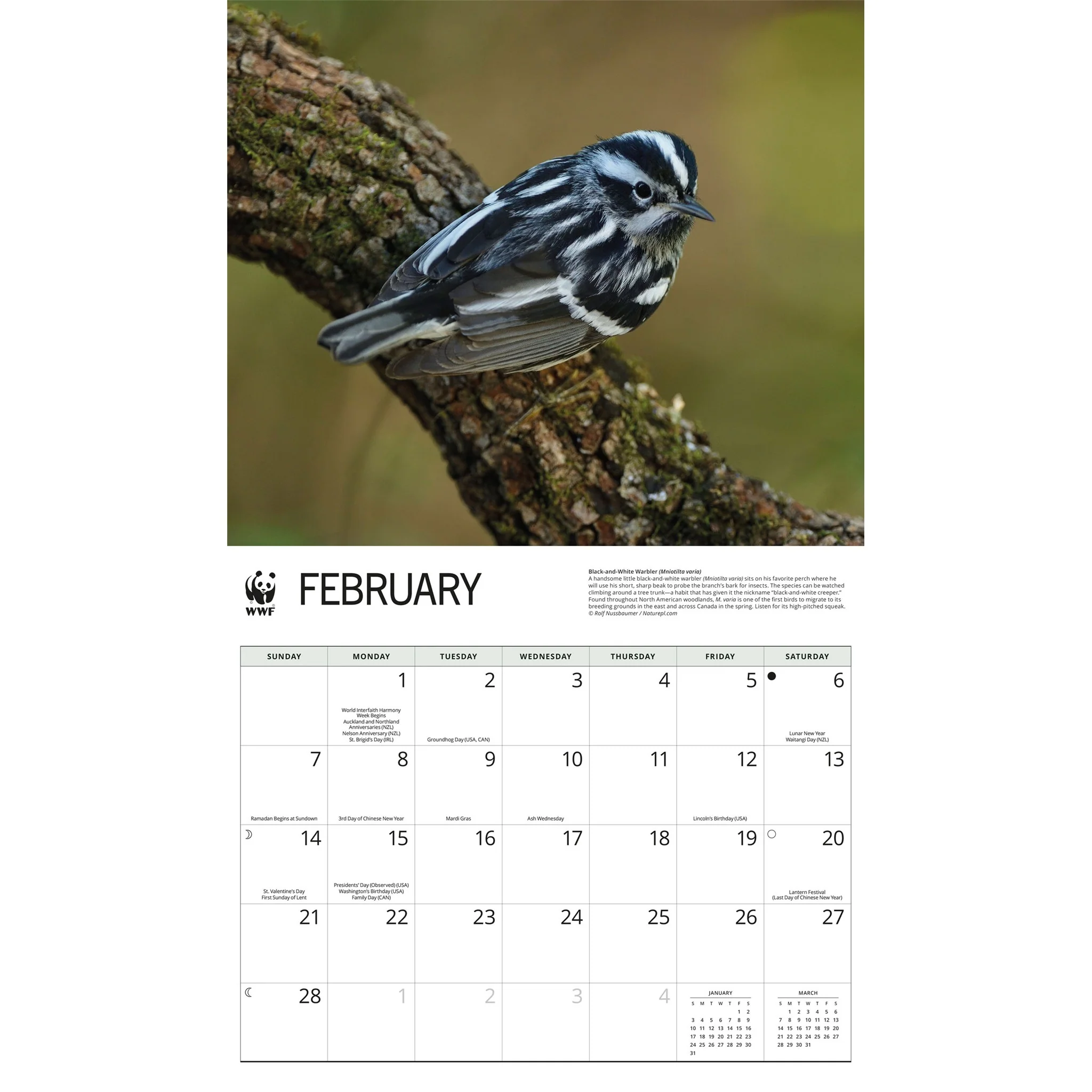 World Wildlife Fund Songbirds 2027 Wall Calendar - Image 4