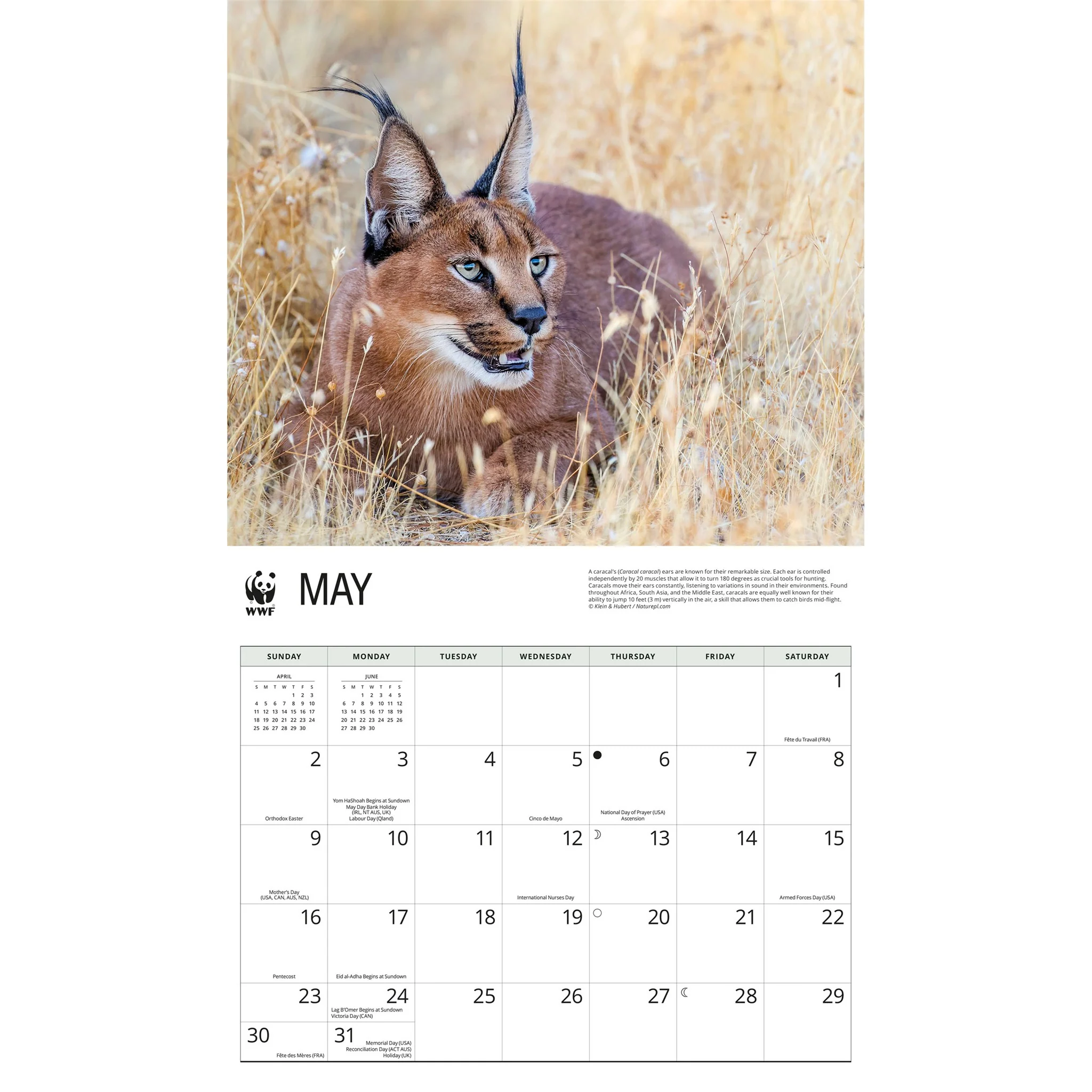 World Wildlife Fund Wild Cats 2027 Wall Calendar - Image 4